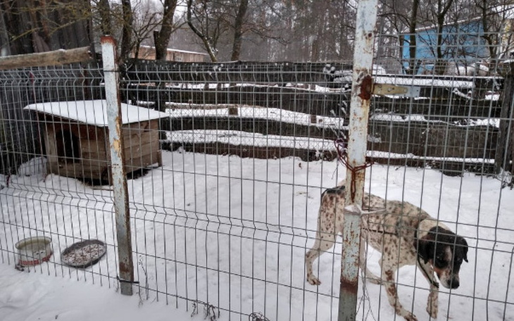 Zbiórka Na budowę kojców - zdjęcie główne