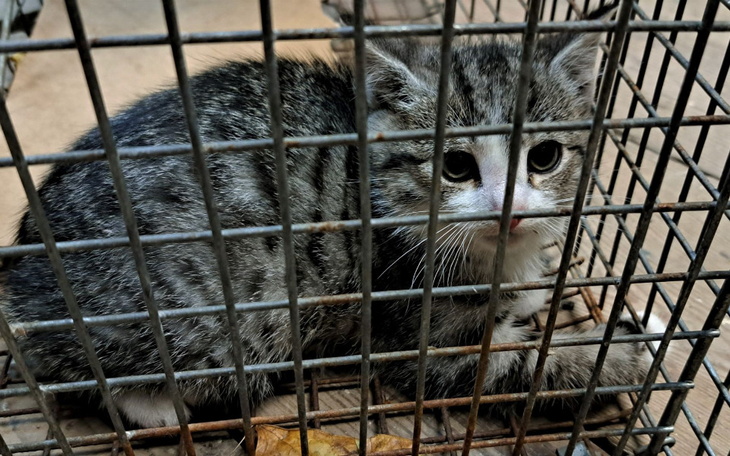 Zbiórka Potrzebujemy klatek dla kotów. - zdjęcie główne