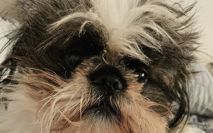 Zbiórka Zbiórka na schronisko CZEKADEŁKO - zdjęcie główne