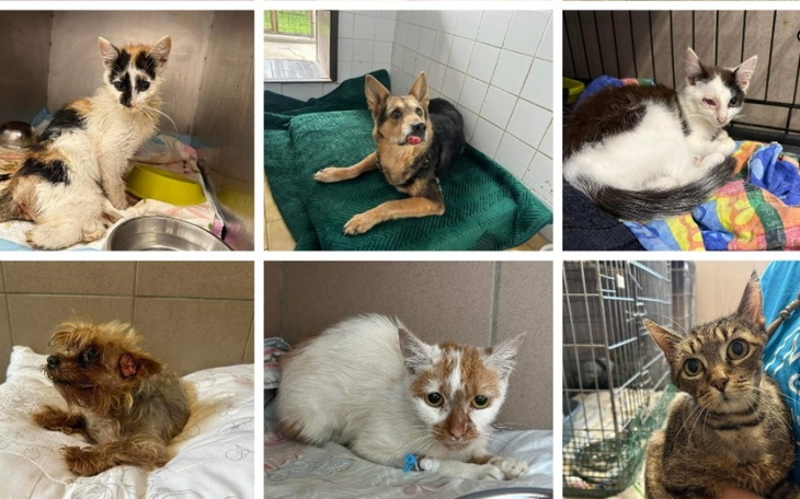 Zbiórka Razem dla zwierząt w schronisku - zdjęcie główne