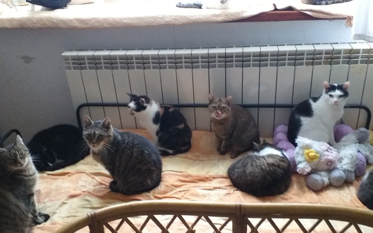 Zbiórka Koty muszą jeść - zdjęcie główne