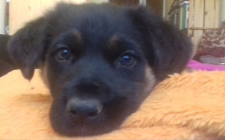 Zbiórka Chory szczeniak potrzebuje pomoc - zdjęcie główne