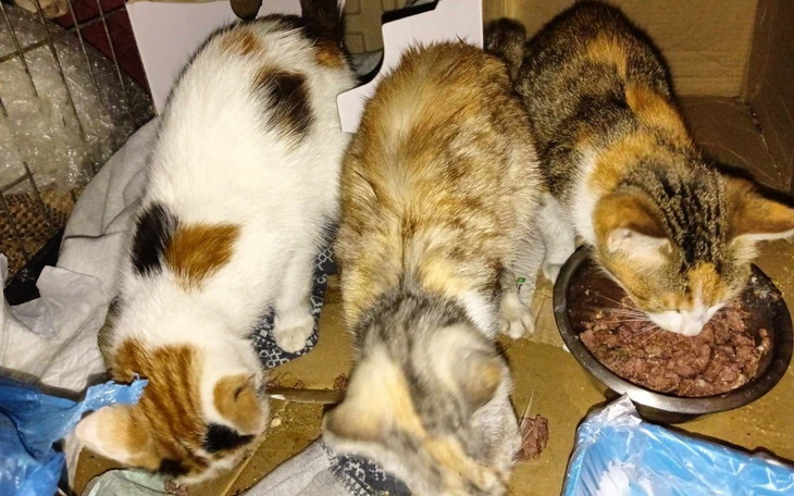 Zbiórka Kocie rodziny proszą o wsparcie - zdjęcie główne