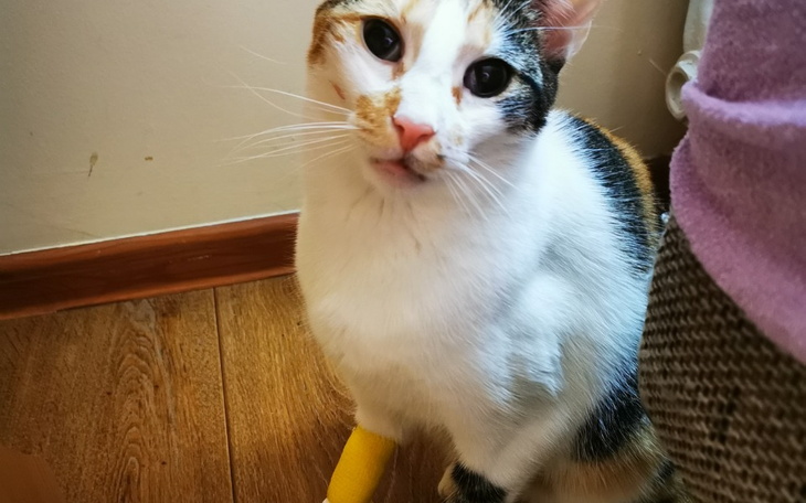 Zbiórka Podaruj szansę na życie Nalusi - zdjęcie główne