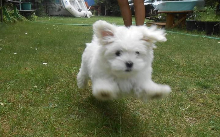 Zbiórka Ratunek dla Majeczki - zdjęcie główne