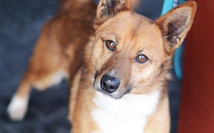 Zbiórka Schronisko w Bolesławiu Rafik - zdjęcie główne