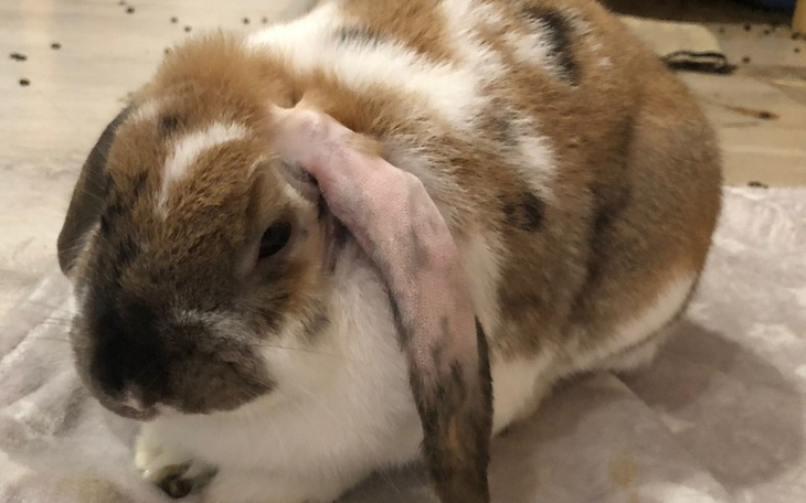 Zbiórka Chory królik - zdjęcie główne