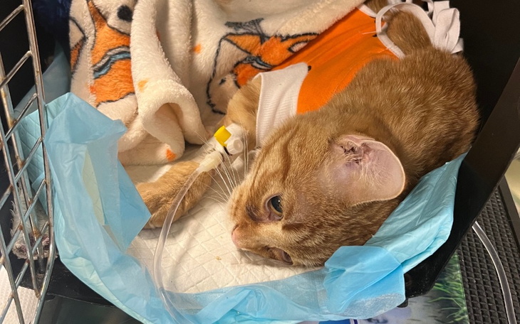 Chory kot leżący w klinice, z kroplówką i kocem.