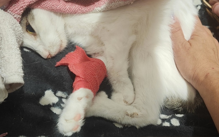 Zbiórka Pomóż nam w walce o życie Lamci - zdjęcie główne