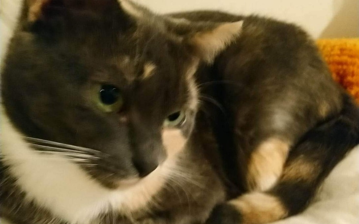 Zbiórka Miecia ciągle walczy z FIP - zdjęcie główne