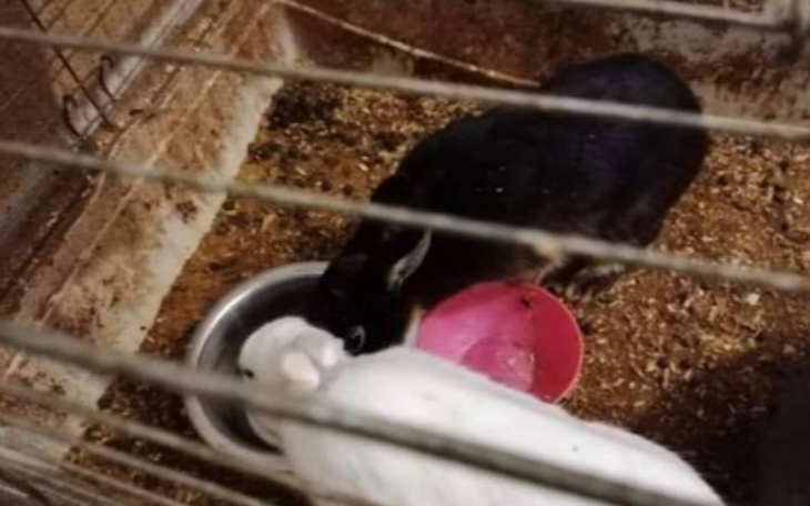 Zbiórka Pomoc dla bąbli z Uszatej - zdjęcie główne