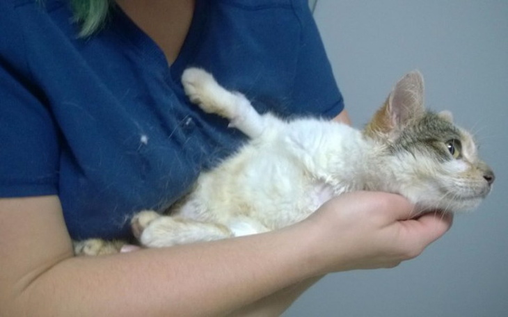 Zbiórka Narodziny śmierci? Lilka :( - zdjęcie główne