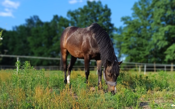 Zbiórka Ares jest chory - zdjęcie główne