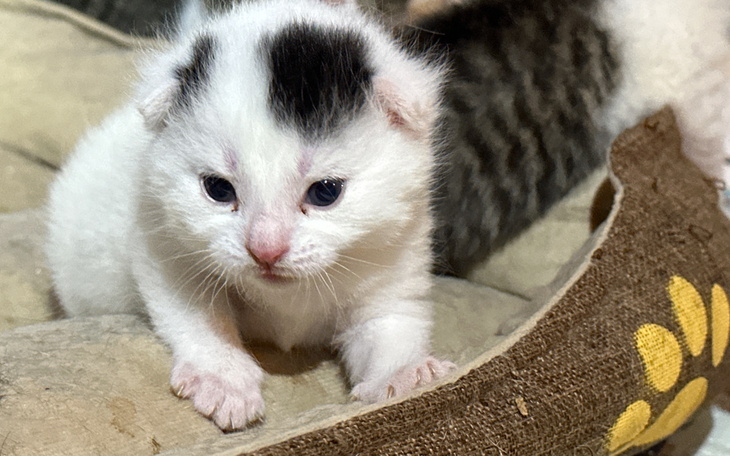 Mały biały kotek z czarną łatą, siedzący na poduszce.