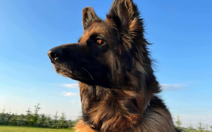 Pies patrzący w dal na tle nieba.