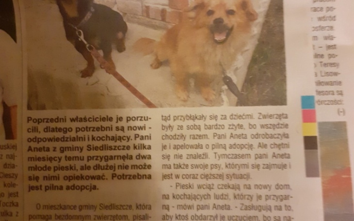 Dwa psy na smyczy, czekające na adopcję w artykule prasowym.
