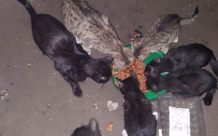 Zbiórka Kotki z huty - zdjęcie główne