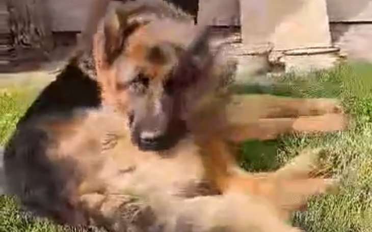 Zbiórka Chcą Mnie uśpić PILNE - zdjęcie główne