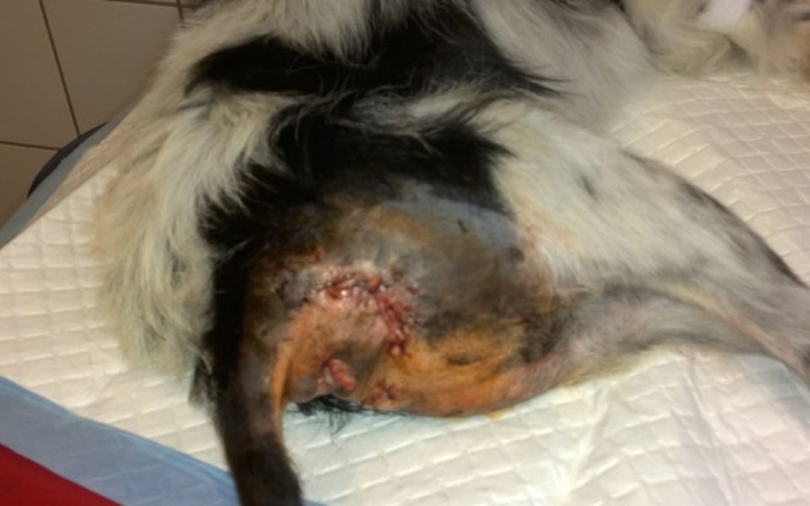 Zbiórka Forest - 4 operacje odbytu :( - zdjęcie główne