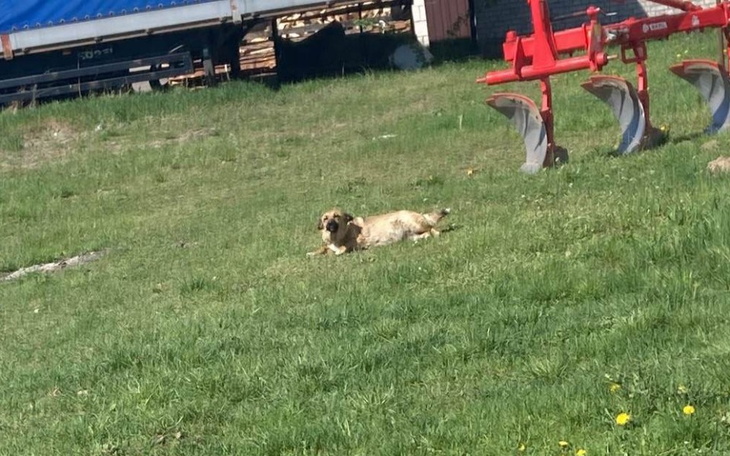 Zbiórka Potrzebne wsparcie Jamora - zdjęcie główne