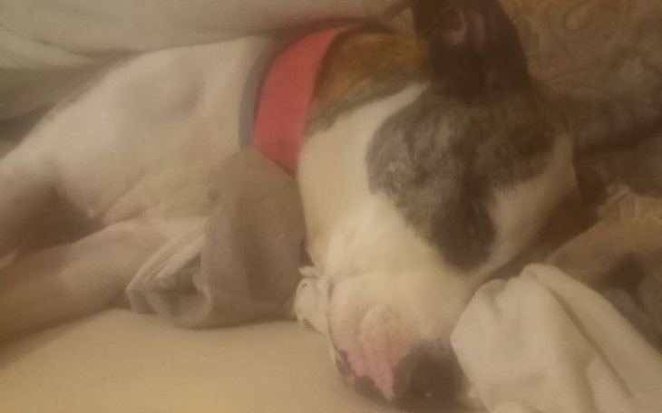 Pies śpiący na kanapie, otulony kocem.