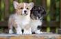 Zbiórka Na pieska Corgi - miniaturka zdjęcia