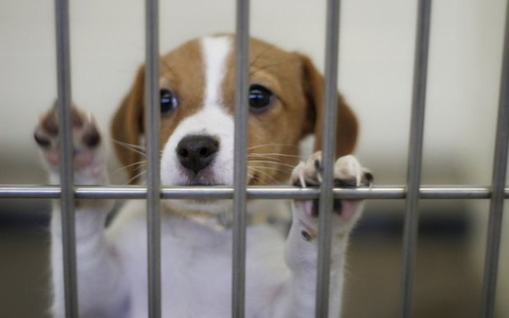 Zbiórka Pomoc dla psów w schronisku - zdjęcie główne