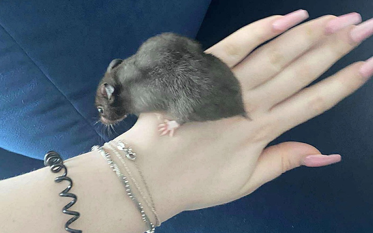 Myszka biegająca po dłoni, z bliska.