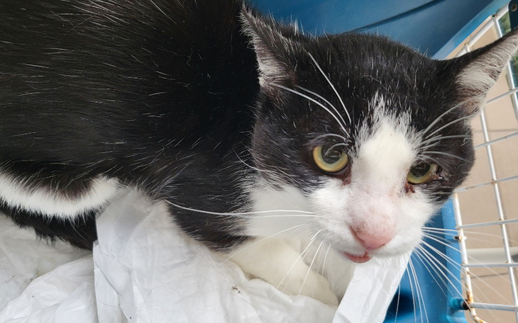 Czarnobiały kot w transporterze, z ciekawym spojrzeniem.