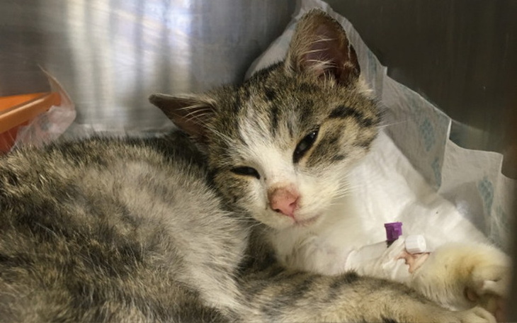 Zbiórka Pomoc dla Burego - zdjęcie główne