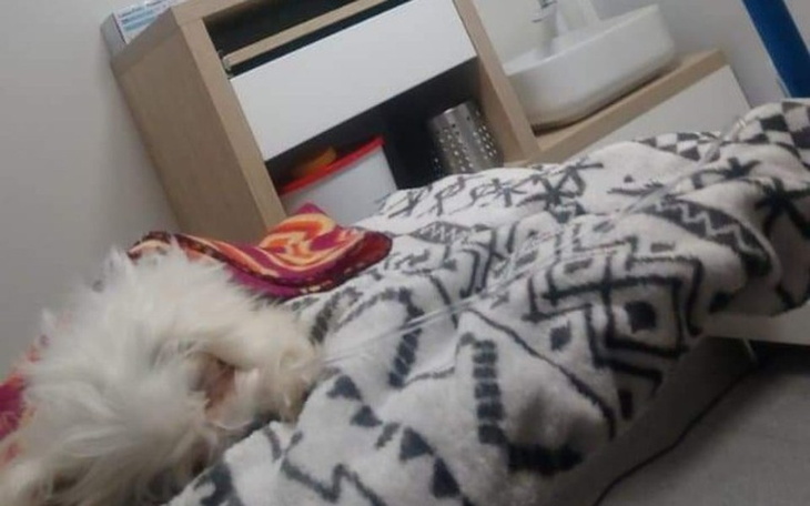 Zbiórka Ratowanie szczeniaka z parwo - zdjęcie główne