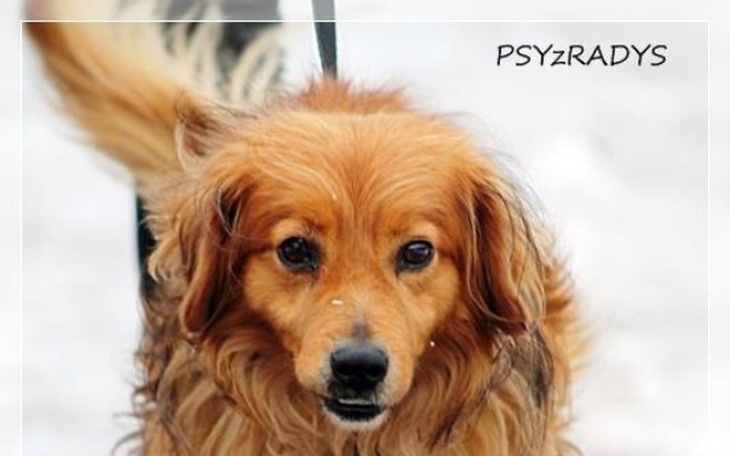 Zbiórka Jantar - uratowany z RADYS! - zdjęcie główne