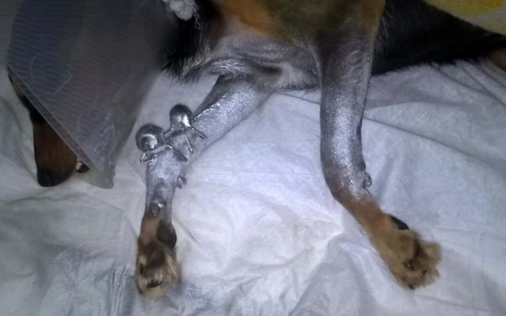 Zbiórka Na operację łapki Lilki... - zdjęcie główne