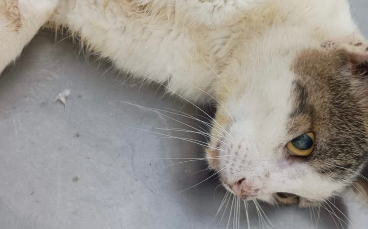 Chory kot leży na stole, z widocznymi ranami na ciele.