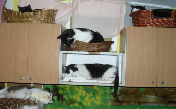 Zbiórka OGRZEWANIE domku kotków - zdjęcie główne