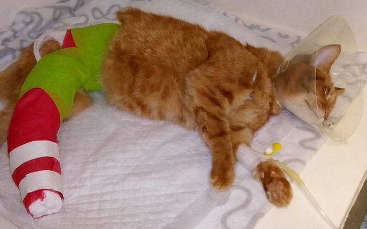 Zbiórka Rudy ze złamaną łapką - zdjęcie główne