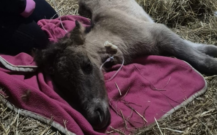 Młode źrebię leży na kocu, wygląda na zmęczone.