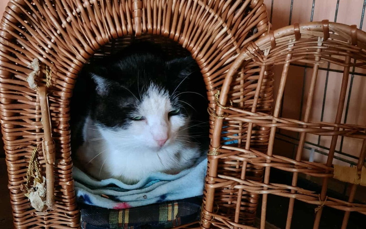 Kot odpoczywający w wiklinowym koszyku, otulony kocem.