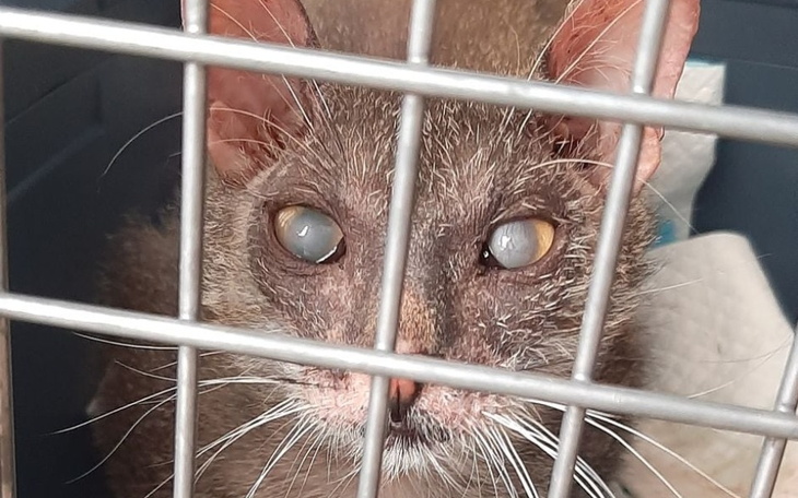 Zbiórka Pomoc dla chorej koteczki Frani - zdjęcie główne