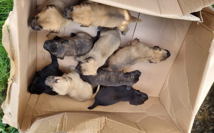 Zbiórka Dla adopciakow na potrzebne arty - zdjęcie główne