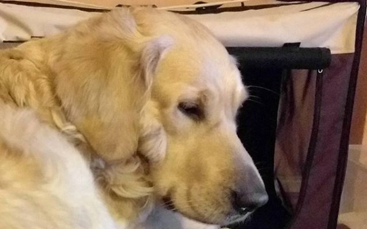 Zbiórka Operacja nogi mojego psa... - zdjęcie główne