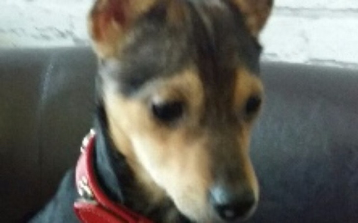 Zbiórka TOZ -Chore szczeniaki- pomocy !! - zdjęcie główne