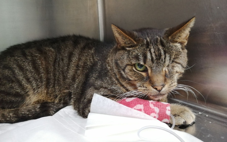 Zbiórka Borys leczenie nerkowe - zdjęcie główne