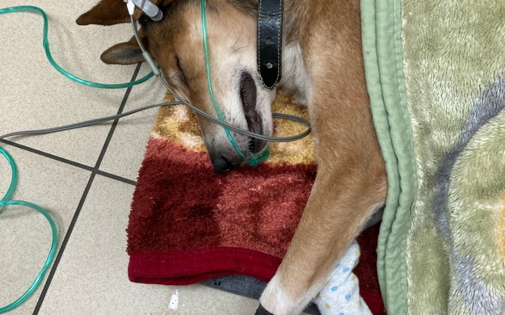 Zbiórka Życie bez bólu PILNE - zdjęcie główne