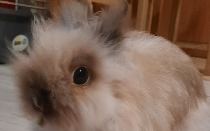 Zbiórka Na leczenie króliczka Kerrot - zdjęcie główne