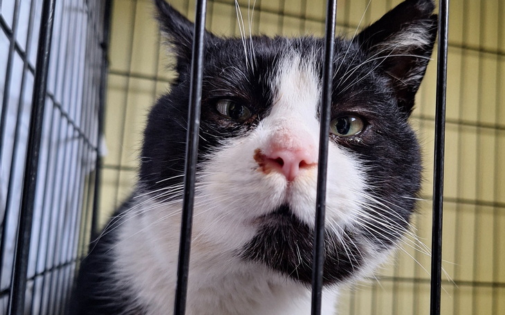 Kot za kratkami, z wyrazem smutku w oczach.