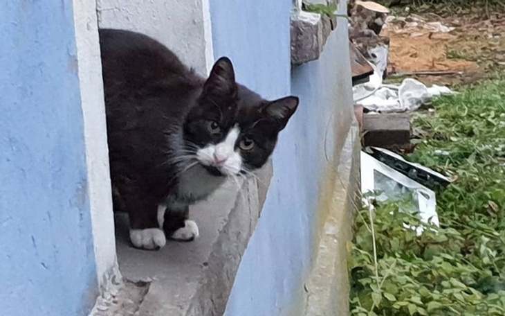 Zbiórka Ostatnia nadzieja Niczyjakow. - zdjęcie główne