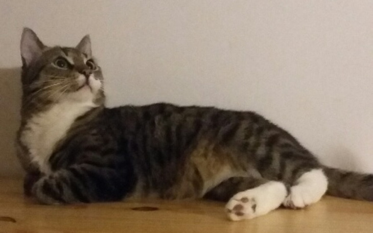 Zbiórka Operacja Kota Niuńka - zdjęcie główne