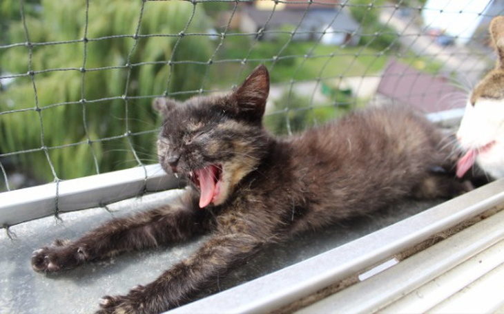 Zbiórka Profilaktyka dla przedszkolaków - zdjęcie główne