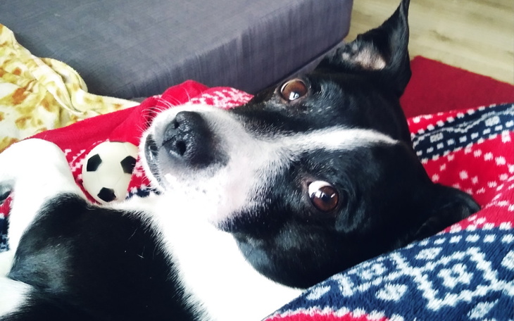 Zbiórka Hugo zbiera na operacje - zdjęcie główne